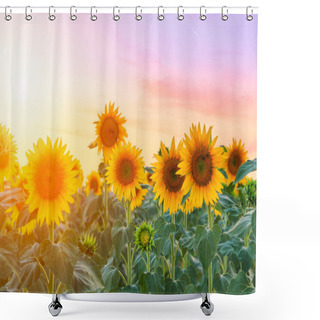 Personality  A Beautiful Sunflower Field Shower Curtains