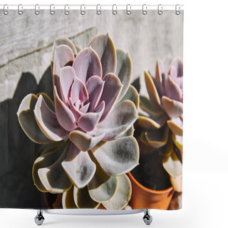 Personality  Beautiful Purple Potted Succulents With Sunlight Shower Curtains