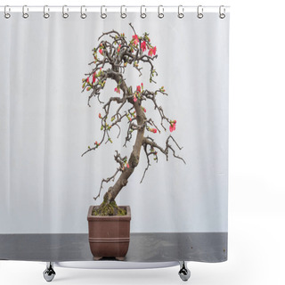 Personality  Chaenomeles Bonsai Tree Againt White Wall Shower Curtains