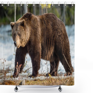 Personality  Adult Male Brown Bear Shower Curtains