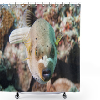Personality  Colorful Ball Puffer Fish On The Reef Background Shower Curtains