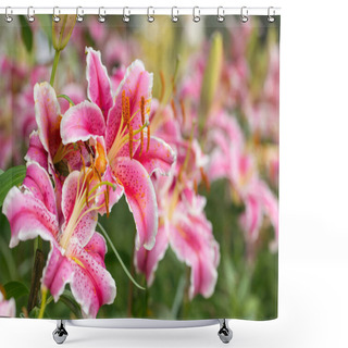 Personality  Pink Asiatic Lily Flowers  Shower Curtains