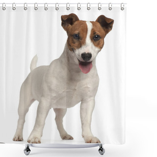 Personality  Jack Russell Terrier Puppy, 6 Months Old, Standing In Front Of W Shower Curtains