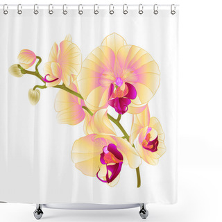 Personality  Branch Orchids Yellow Flowers  Phalaenopsis Tropical Plant On A White Background  Vintage Vector Botanical Illustration For Design Hand Draw  Shower Curtains