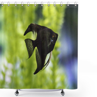 Personality  Pterophyllum Scalare,angelfish Or Freshwater Angelfish Shower Curtains