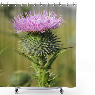 Personality  Macro Spear Thistle (Cirsium Vulgare), Also Called Bull Thistle,plumed Thistle,scotch Thistle,roadside Thistle, In The Dunes Of The Peninsula Of Quiberon In Brittany In France Shower Curtains
