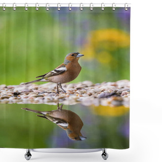 Personality  The Common Chaffinch Or Fringilla Coelebs Is Sitting At The Waterhole In The Forest Reflecting On The Surface Preparing For The Bath Colorful Backgound With Some Flowe Shower Curtains