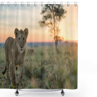Personality  Wild Lions In Africa Shower Curtains