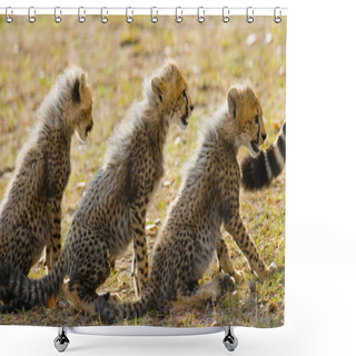 Personality  Playing Cubs Cheetah Shower Curtains