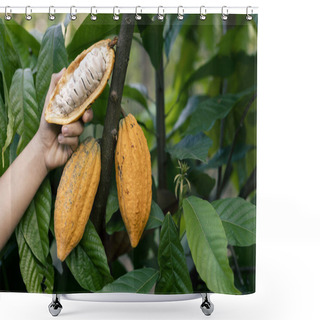 Personality  Selective Focus The White Pulp Of The Bright Yellow Cocoa In The Hands Of A Large Cocoa Farmer Matures In A Thai Farmer's Plantation. Fresh Green Leaf Background There Is Space For Text. Shower Curtains