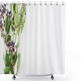 Personality  Panoramic Shot Of Wild Grapes Branch With Green Leaves And Berries Isolated On White   Shower Curtains