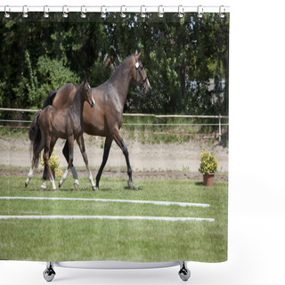 Personality  Brown Mare With Foal At Foot Shower Curtains
