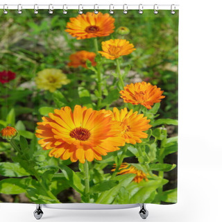 Personality  Blooming Calendula (lat. Calendula Officinalis) In The Summer Garden Shower Curtains