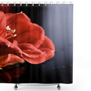 Personality  Macro View Of Red Amaryllis Flower On Black Shower Curtains