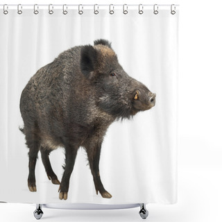 Personality  Wild Boar, Also Wild Pig, Sus Scrofa, 15 Years Old, Portrait Standing Against White Background Shower Curtains