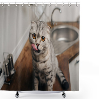Personality  Cute Grey Scottish Fold Cat Sitting On Kitchen Counter And Licking Nose Shower Curtains