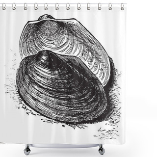 Personality  River Mussel Is A Species Of Freshwater Mussel An Aquatic Bivalve Mollusk In The Family Unionidae, Vintage Line Drawing Or Engraving Illustration. Shower Curtains