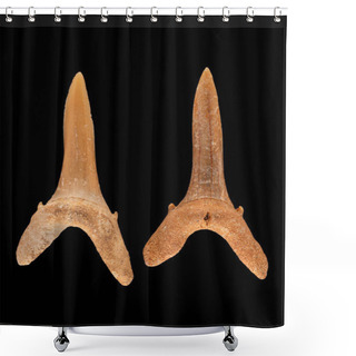 Personality  Two Fossil Anterior Teeth Of A Sand Tiger Shark, Carcharias Taurus. Sand Tiger Sharks Evolved In The Miocene Epoch, 5 To 23 Million Years Ago, And Are Still A Common Species Shower Curtains