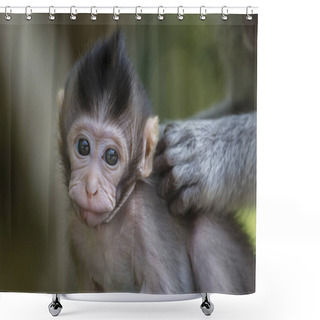 Personality  Monkey Family At Sacred Monkey Forest Ubud Bali Indonesia. Shower Curtains