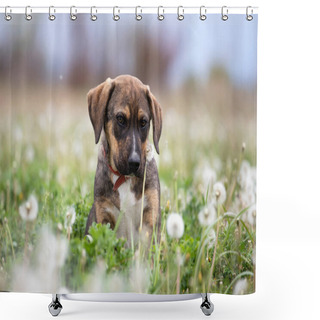 Personality  Cute Little Dog Posing On The Meadow Full Of Fluffy Dandelions. Shower Curtains