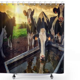 Personality  Herd Of Young Calves Drinking Water Shower Curtains