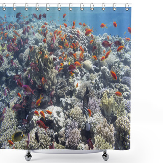 Personality  Colorful Coral Reef In Tropical Sea, Underwater Shower Curtains