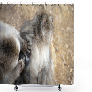 Personality  Friendly Monkey Preening Friend Shower Curtains