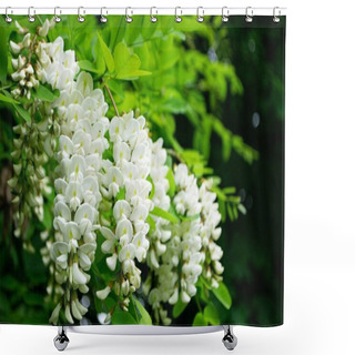 Personality  Acacia Tree Blooming In The Spring. Flowers Branch With A Green Background. White Acacia Flowering, Sunny Day. Abundant Flowering. Source Of Nectar For Tender Fragrant Honey. High Quality Photo Shower Curtains