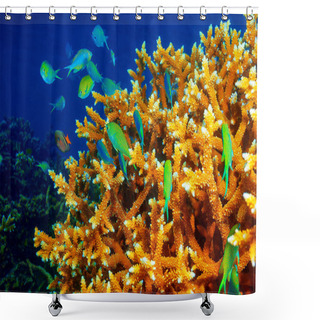 Personality  Coral Reef Background Shower Curtains
