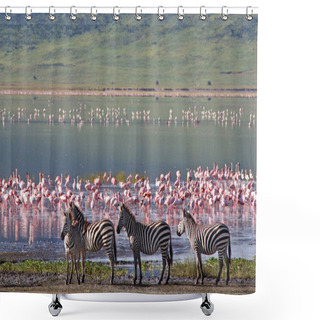 Personality  Zebras In The Serengeti National Park, Tanzania Shower Curtains