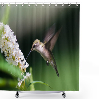 Personality  Hummingbird Hovers In The Garden Shower Curtains