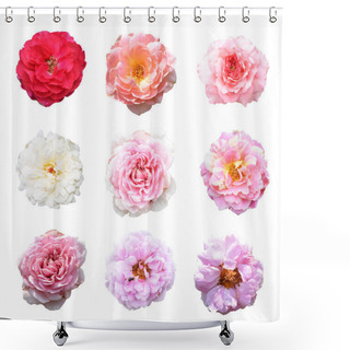 Personality  Pastel Roses/camellia Roses With Branch And Green Leaves Isolated, No Shadow, In White Background, Roses With Clipping Path Shower Curtains