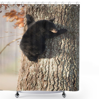 Personality  American Black Bear Cub Shower Curtains