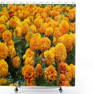 Personality  Flowerbed Of Orange Marigolds Shower Curtains