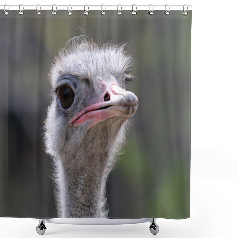 Personality  Head Of Ostrich Bird Shower Curtains