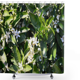 Personality  Orange Tree, Flora In Nature  Shower Curtains