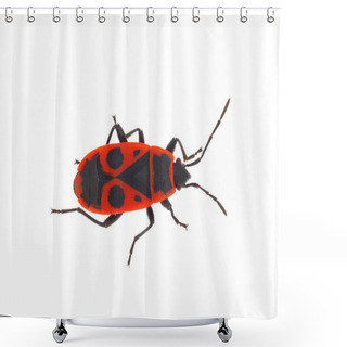 Personality  European Firebug Isolated On White Background, Pyrrhocoris Apterus Shower Curtains