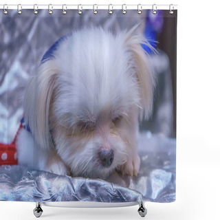 Personality  The Dog Sleep On A Chair. It's Cute. Shower Curtains