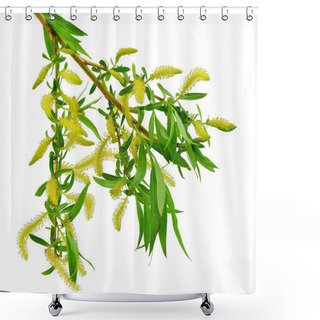 Personality  Blooming Willow Branch Isolated On White Background. / Without S Shower Curtains