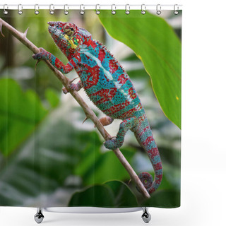 Personality  Panther Chameleon - Furcifer Pardalis, Madagascar. Beautiful Lizard From Madagascar Rainforest, Endemic Colorful. Shower Curtains