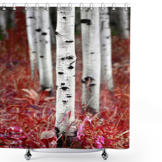 Personality  Aspen Birch Trees In Fall Shower Curtains
