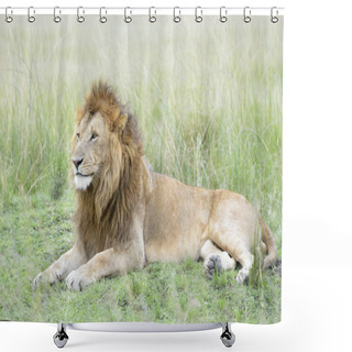 Personality  Male Lion (Panthera Leo) Lying Down In Savannah, Masai Mara, Kenya Shower Curtains