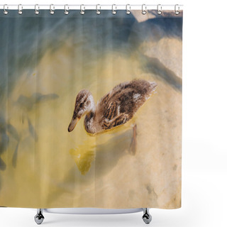 Personality  Close Up View Of Duckling And Flock Of Fishes Swimming In Pond Shower Curtains