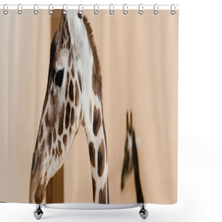 Personality  Panoramic Shot Of Tall Giraffes With Long Necks In Zoo Shower Curtains