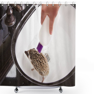 Personality  Giving A Pet Hedgehog A Bath In The Sink  Shower Curtains