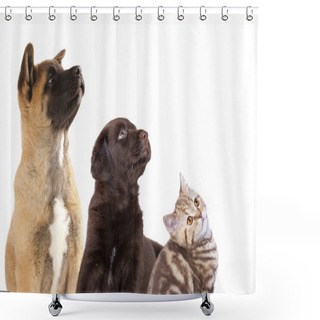 Personality  Group Of Dogs And Kitten  Looking Up Shower Curtains
