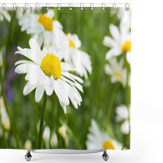 Personality  Ox-Eye Daisy Shower Curtains