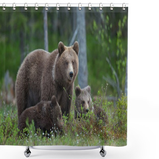Personality   Mother She-bear In The Summer Forest Shower Curtains