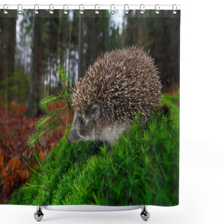 Personality  European Hedgehog On A Green Moss Shower Curtains