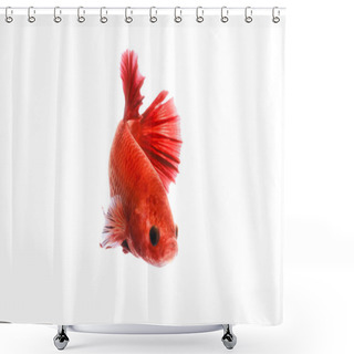 Personality  Red Beautiful Siamese Fighting Fish Short Tail And Fin Swimming (Halfmoon Red Dragon Betta ) Isolated On White Background. Action Fish Splendens. Shower Curtains